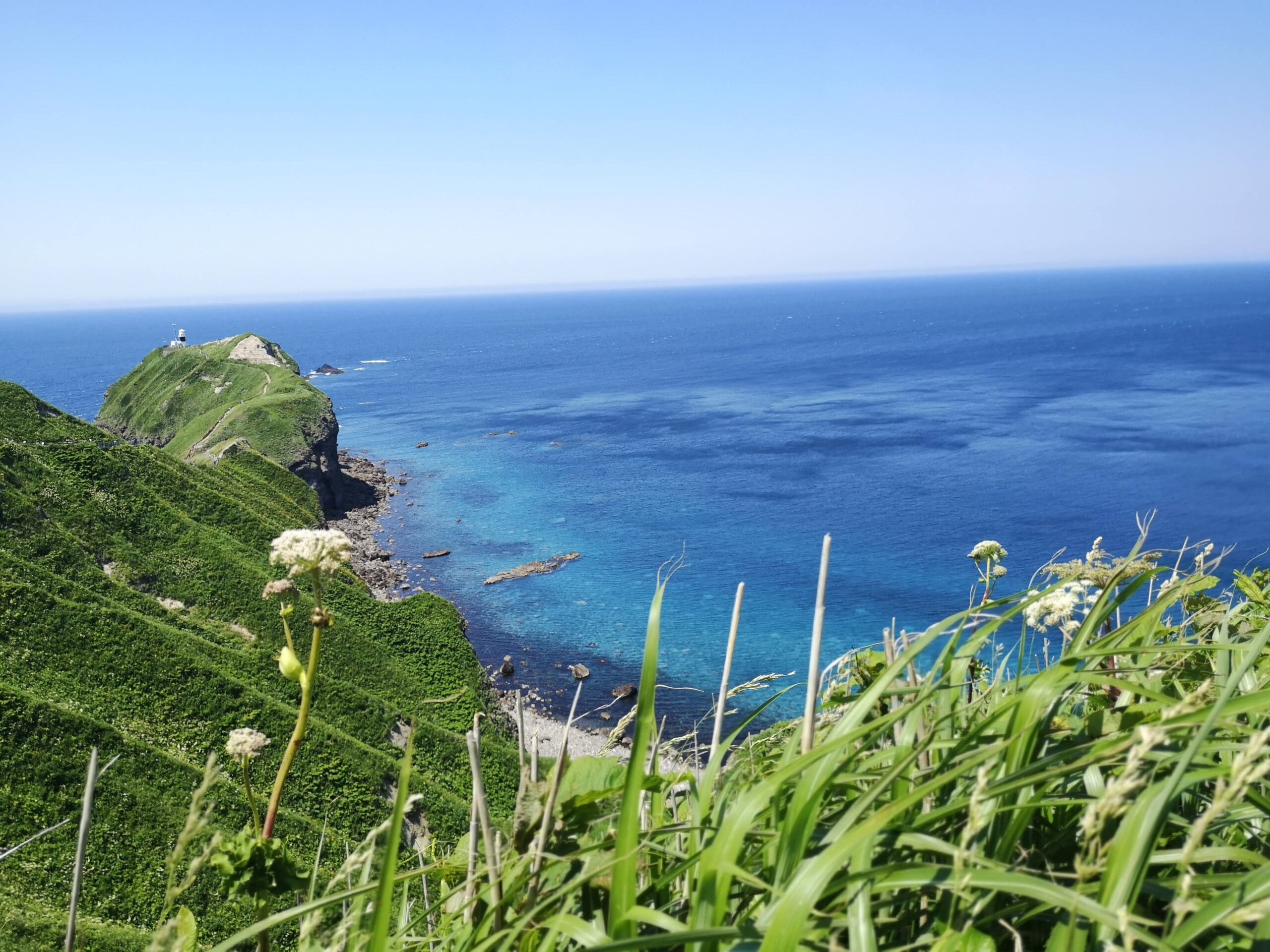 草花越しに見下ろす積丹の青い海と断崖