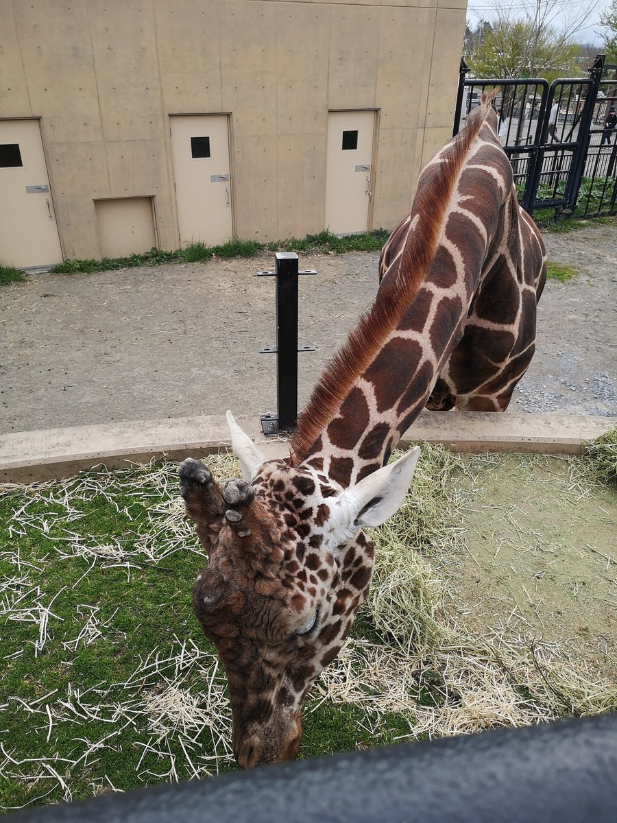 旭山動物園のキリン。フェンス越しに顔が間近に見える