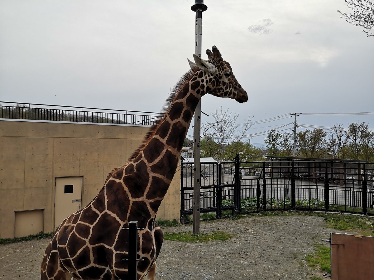 旭山動物園のキリン。長い首がフレームに収まりきらないほど近い