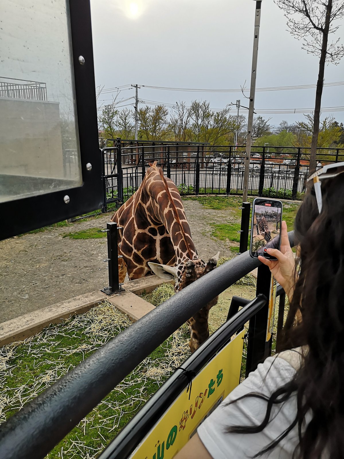 旭山動物園でキリンをスマートフォンで撮影する来園者