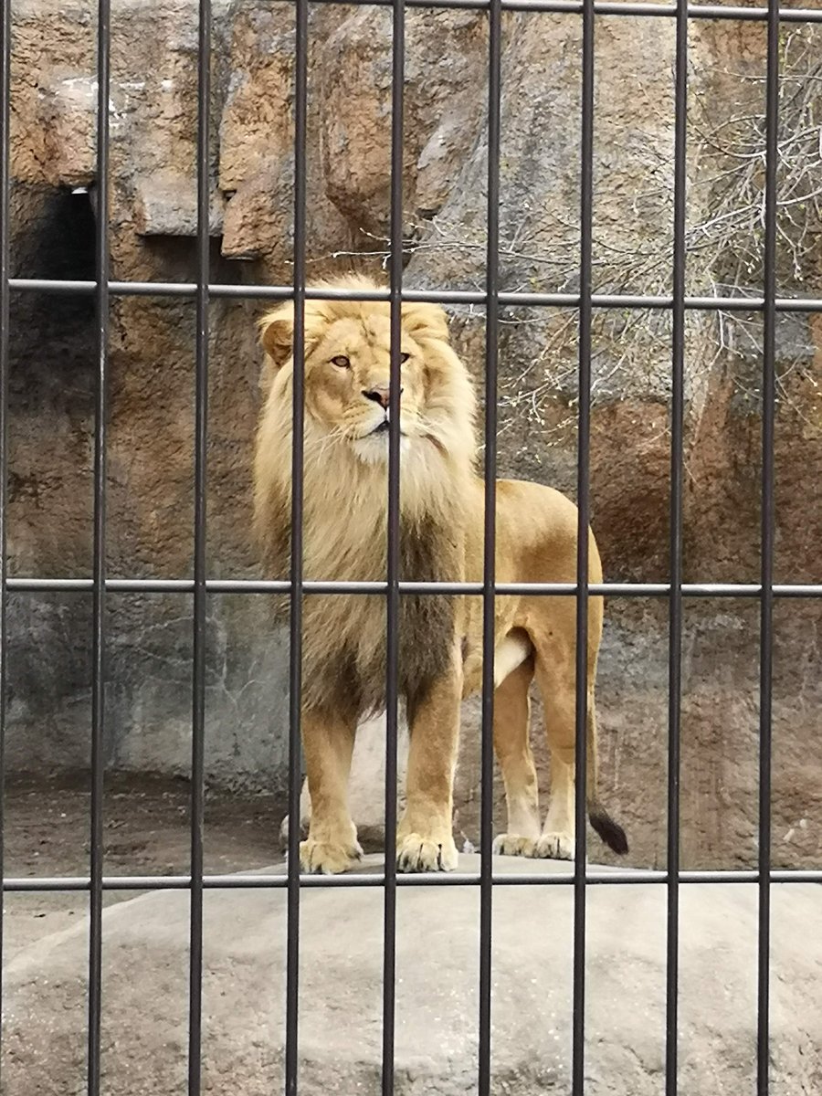 旭山動物園のライオン。こちらをじっと見ている
