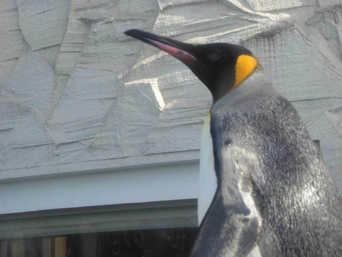 旭山動物園のキングペンギン。至近距離で立っている