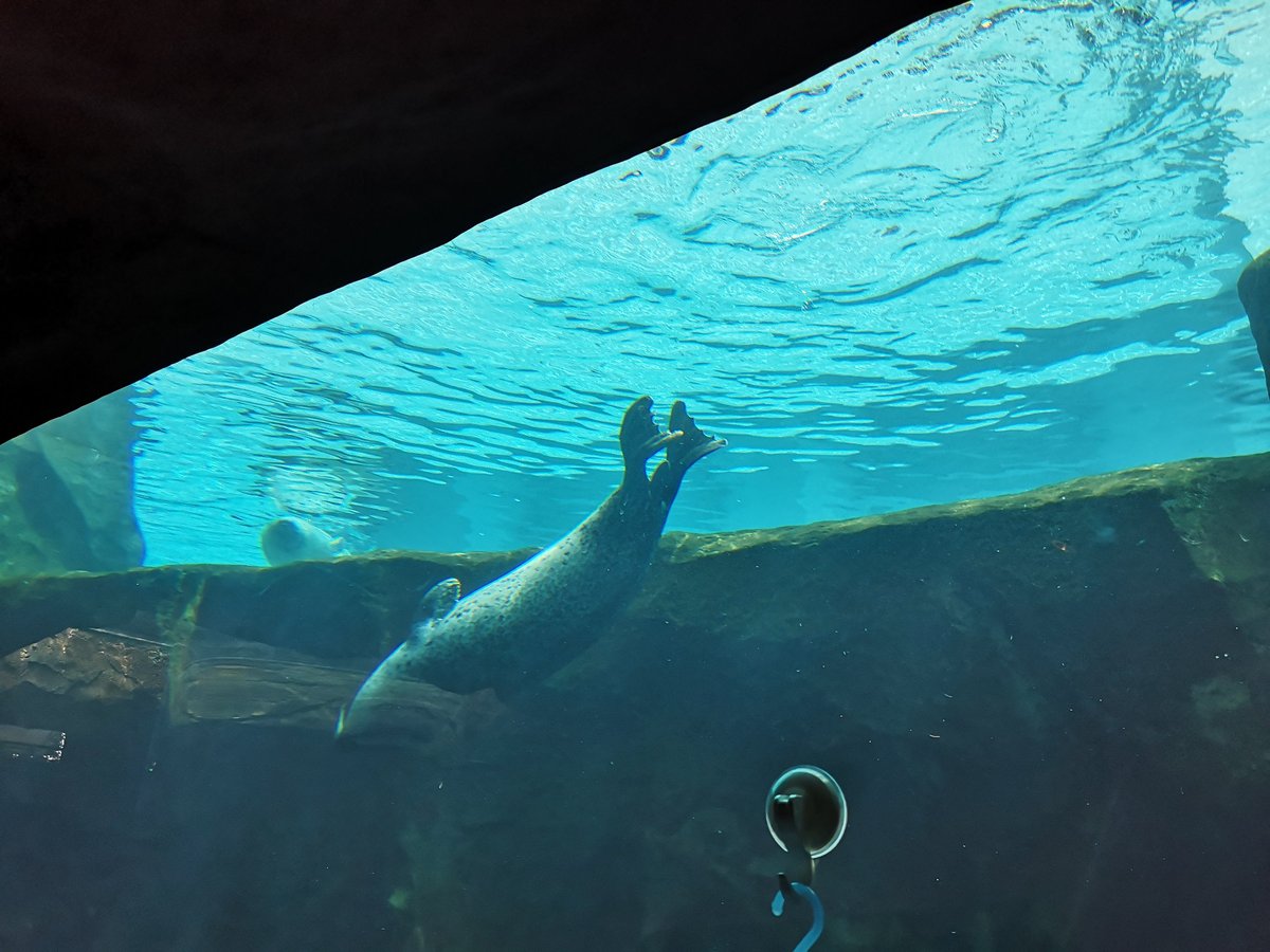 アザラシ館の水中トンネル。アザラシが真上を泳いでいく