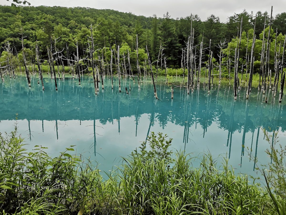 美瑛・青い池の全景。水面に枯れ木が立ち、独特の青い色が広がる