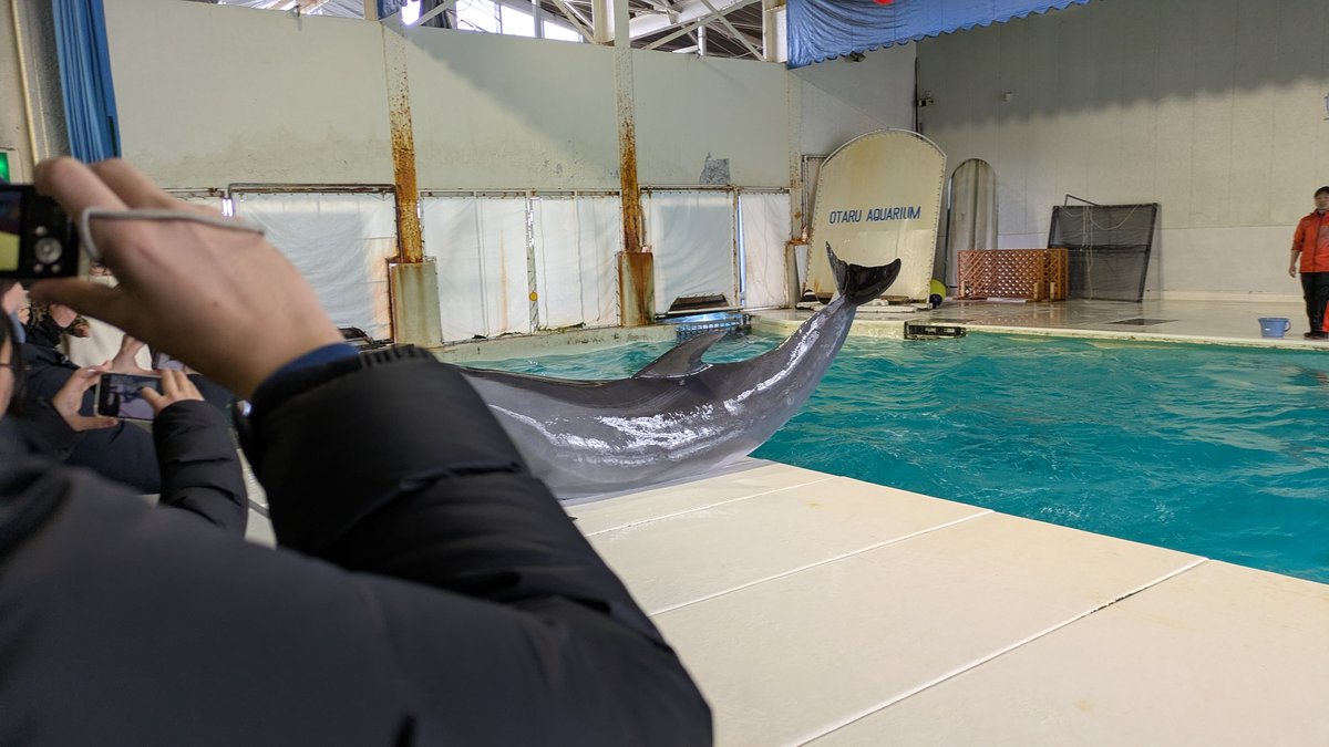 おたる水族館のイルカショー。イルカが陸上に乗り上げるシーン