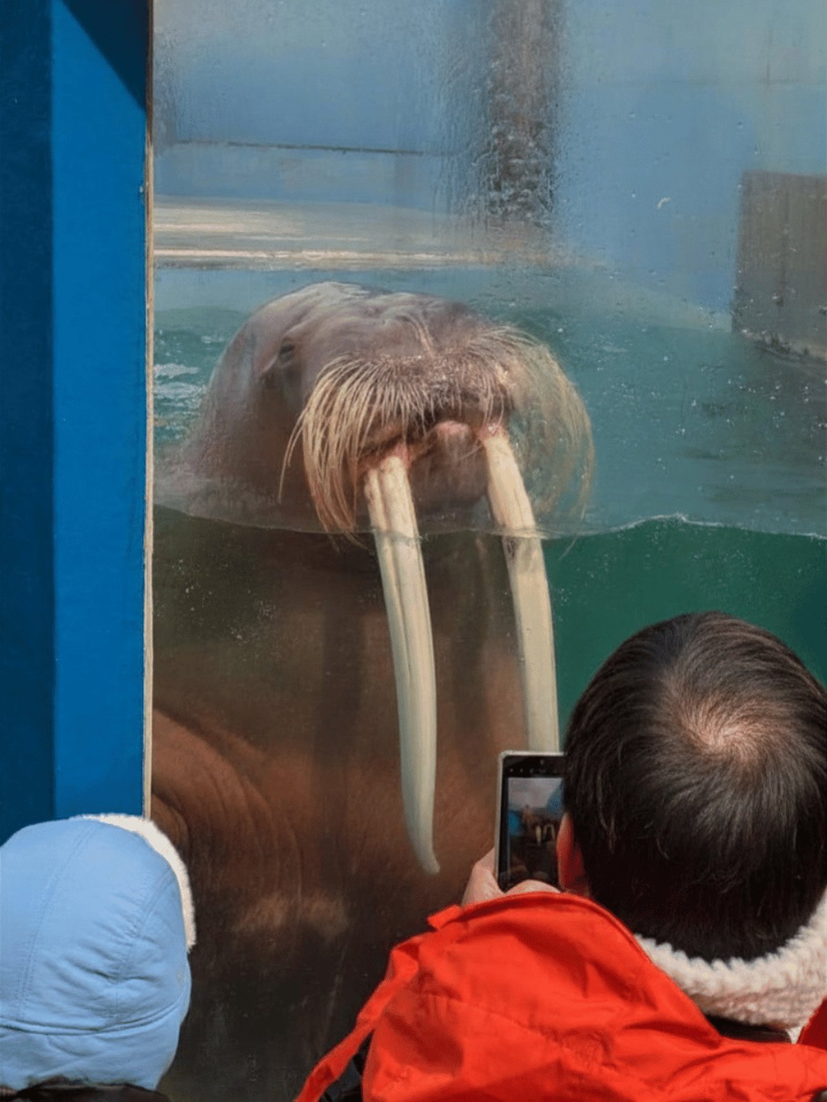 おたる水族館のセイウチ。ガラス越しに間近で見られる